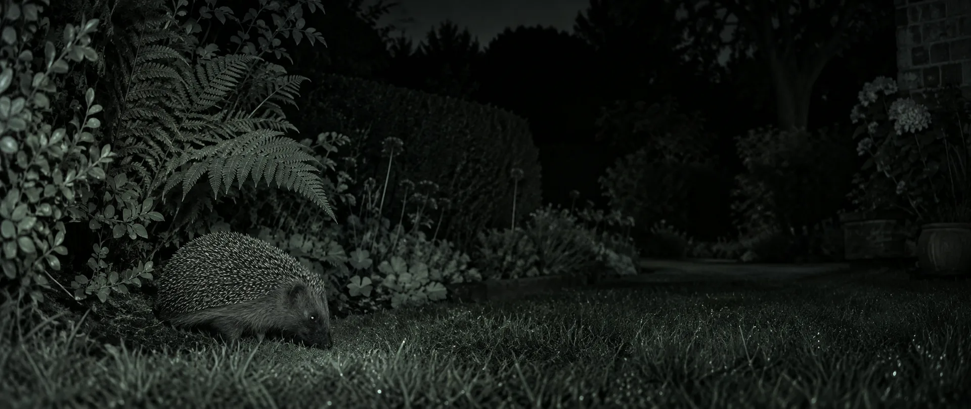 hedgehog observed in a Surrey garden at night